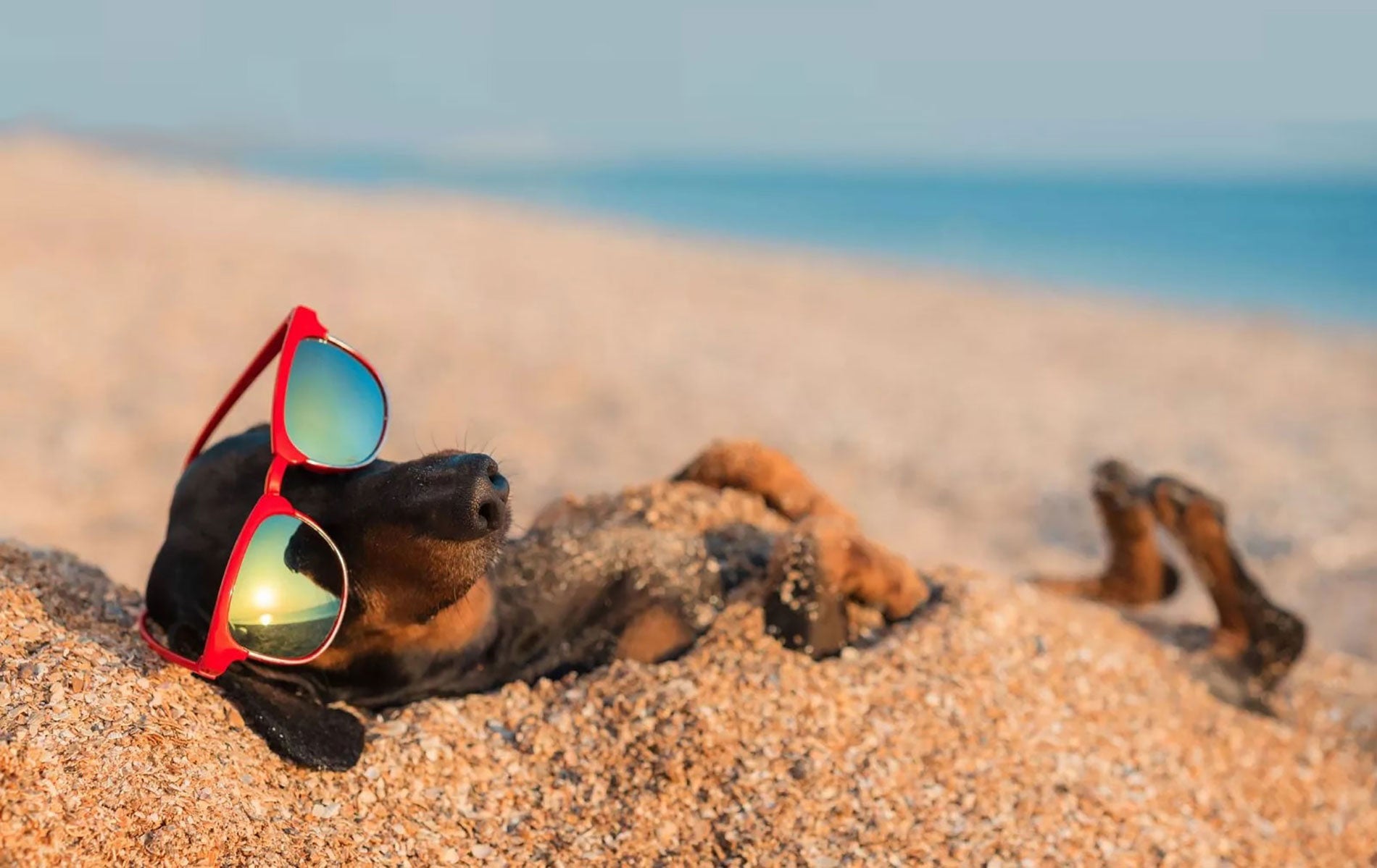 The Dog Days are upon us...