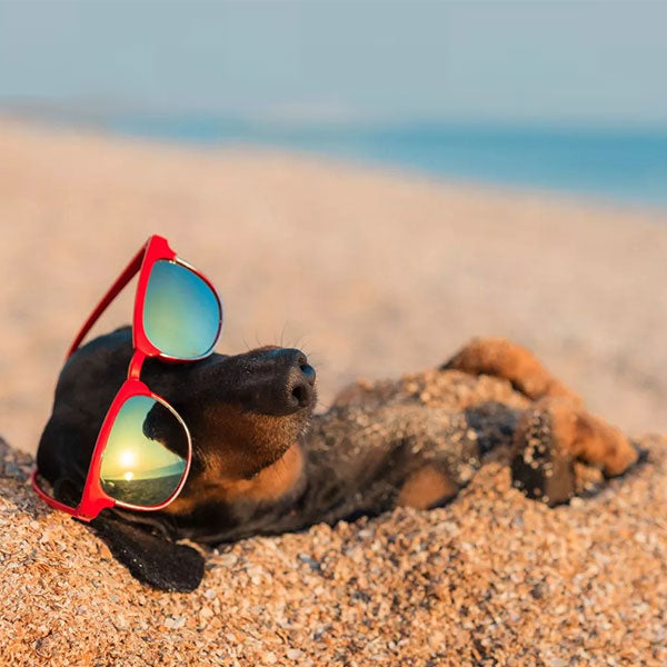 The Dog Days are upon us...
